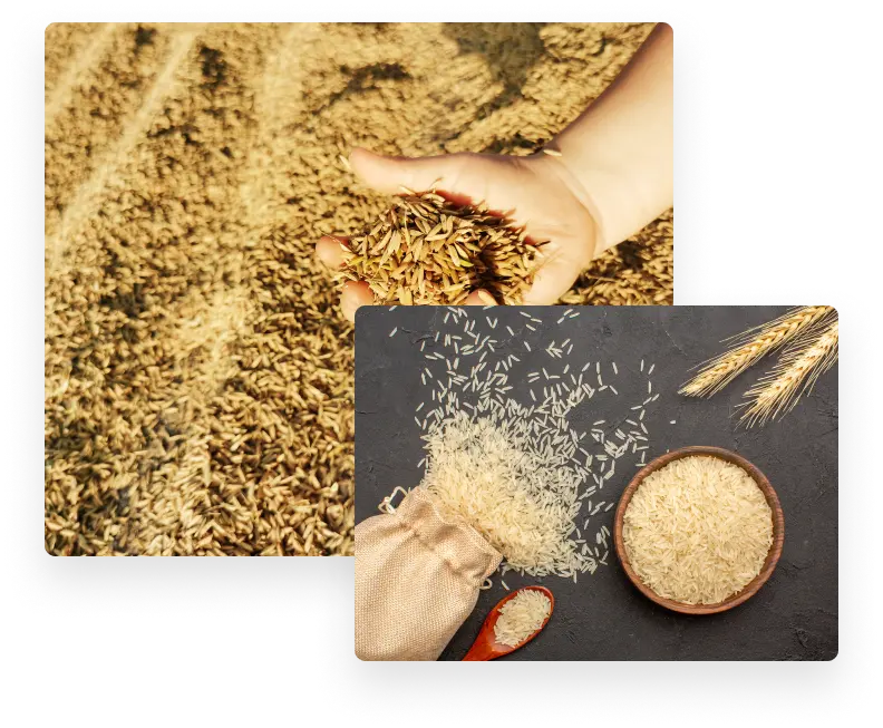 long grain white rice suppliers