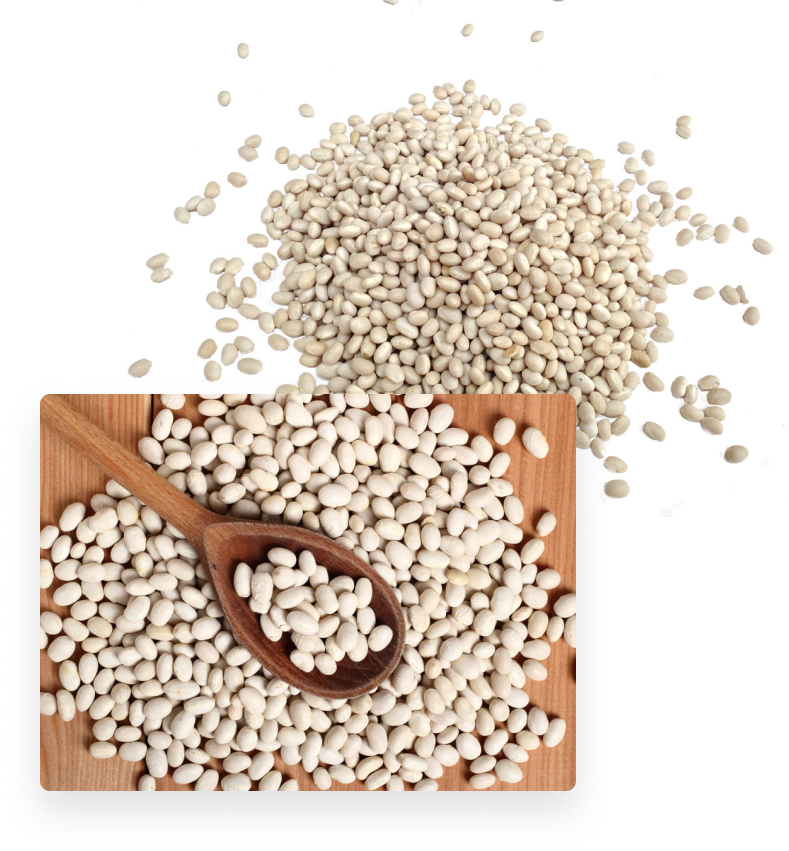 navy beans suppliers