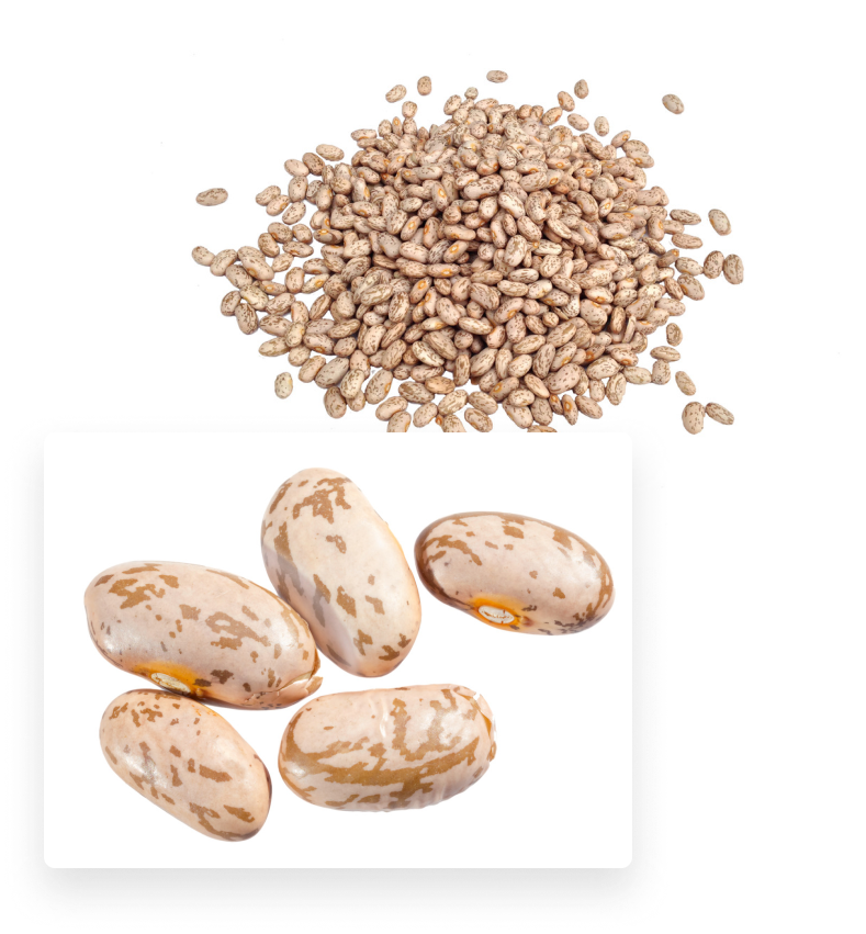 Pinto Bean Suppliers