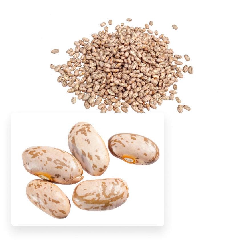 Pinto Bean Suppliers