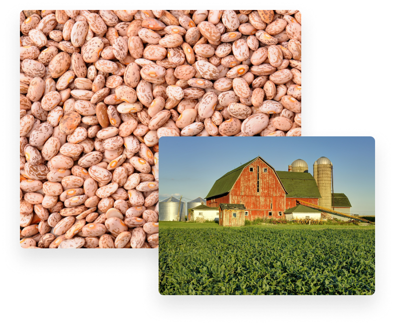 Pinto Bean Suppliers