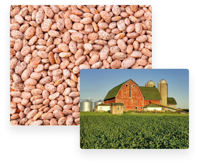Pinto Bean Suppliers