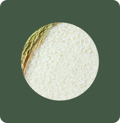 White Rice