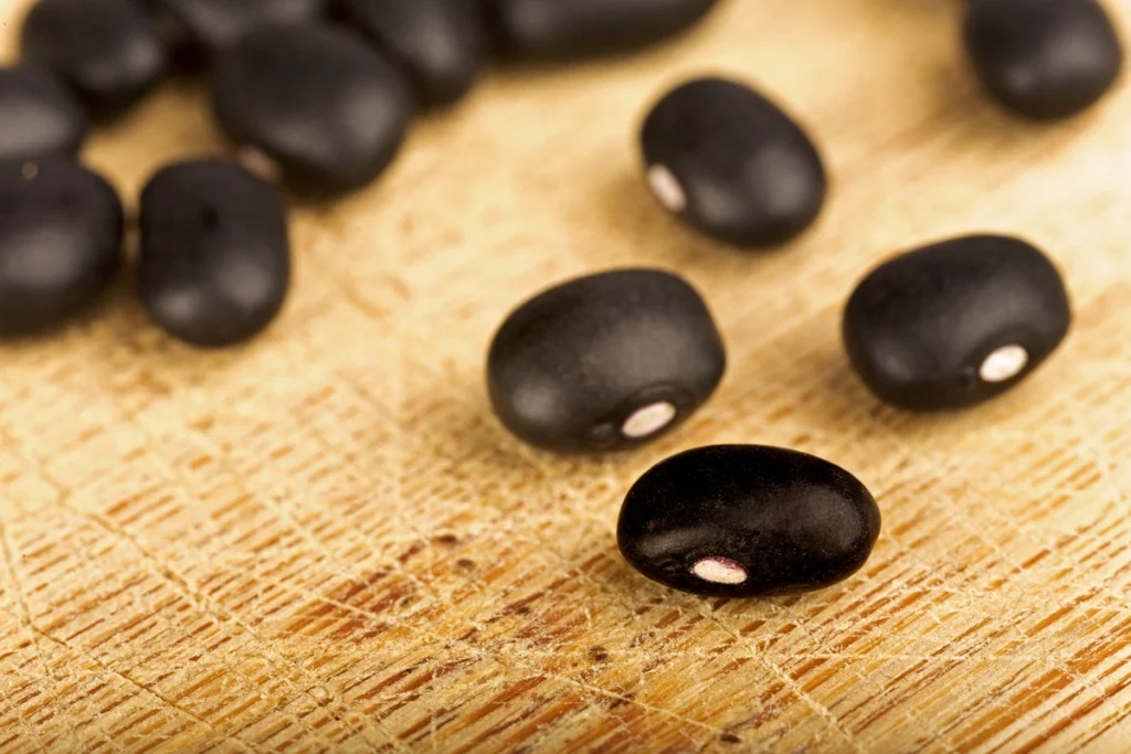 black bean suppliers