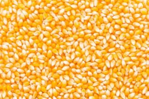 dry corn suppliers