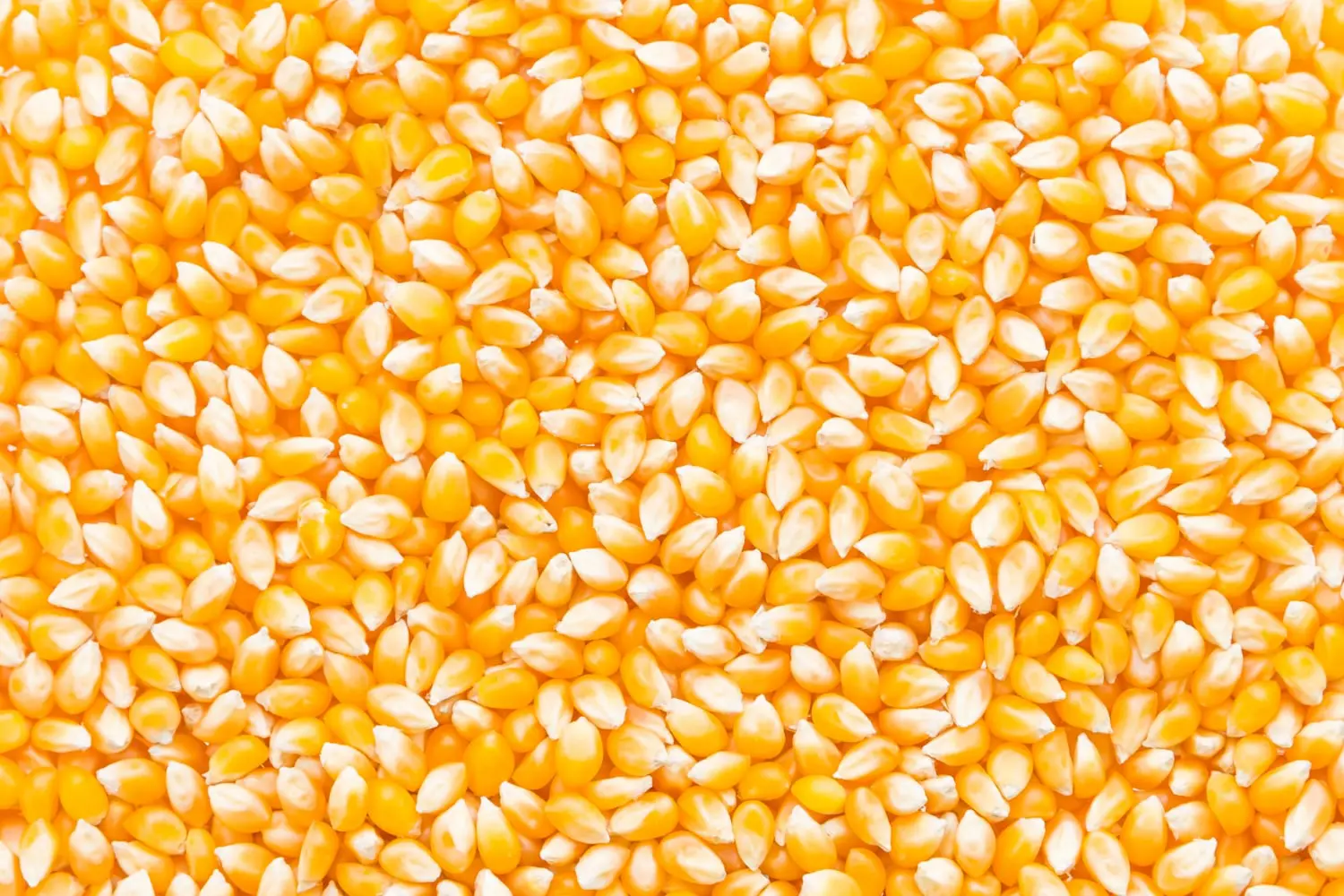dry corn suppliers