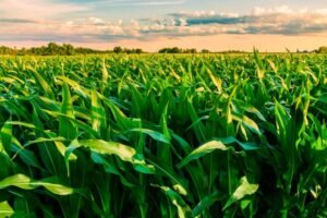 June 2026 WASDE report corn market outlook Corn Belt early season
