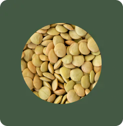 Green lentils